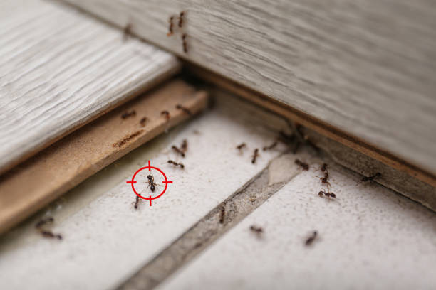 Best Pest Inspection Near Me  in Rochelle, IL