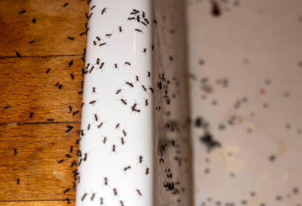 Best Pest Removal Services  in Rochelle, IL